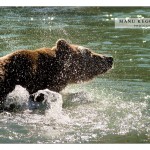 Grizzly at Chilkat River