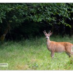 deer buck_MG_8475sm