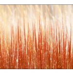 Red Willows