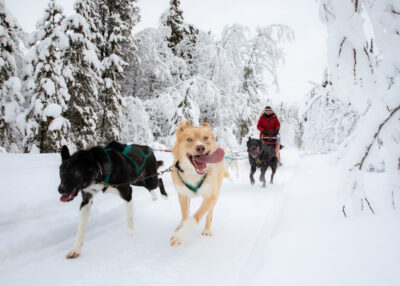 Dog Team running, near Whitehorse