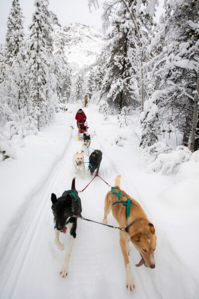 Dog Team running, near Whitehorse