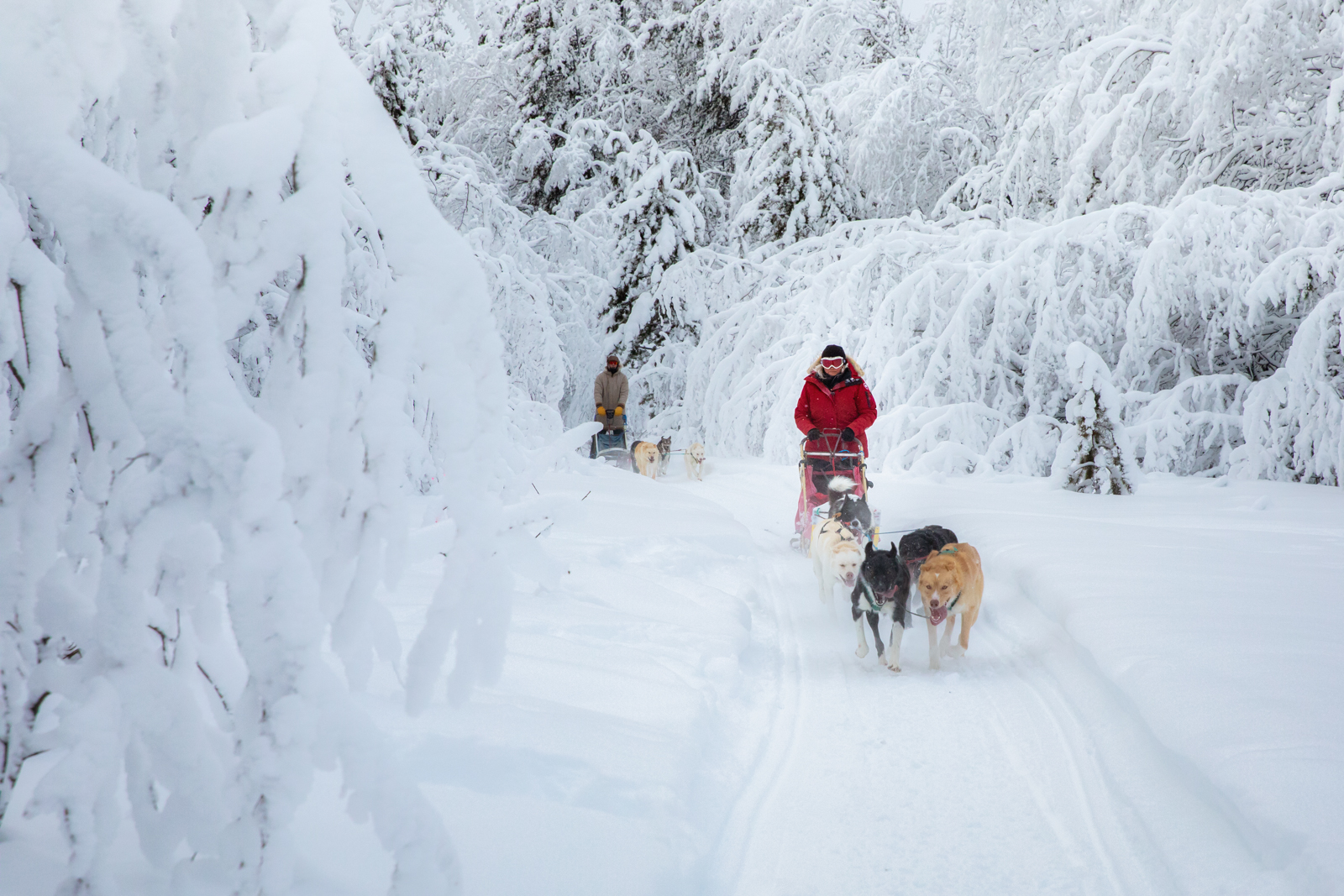 Dog Team running, near Whitehorse