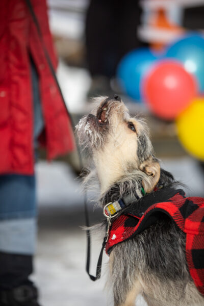 Dog Howling, Yukon Rendezvous
