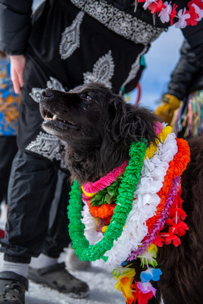 Dog Howling, Yukon Rendezvous