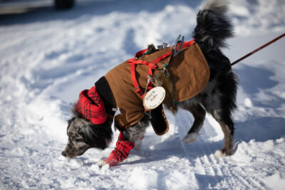 Yukon Rendezvous Pet Parade
