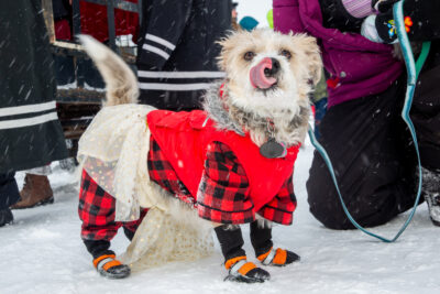 Yukon Rendezvous Pet Parade
