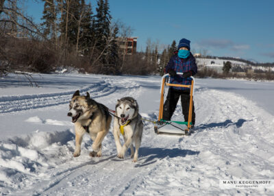 Dog Kicksledding on the banks of YukonRiver, WH
